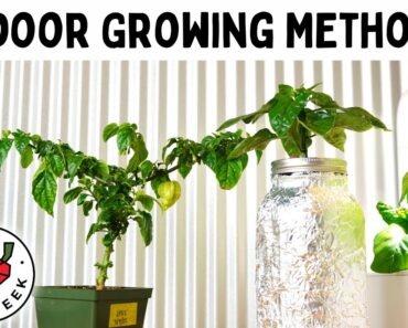 Tips For Growing Peppers Indoors – 5 Methods For Beginners – Pepper Geek
