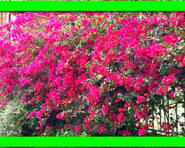 My Secret Tips To Keep Bougainvillea Flowering: Force Bougainvillea To Flower If Not Blooming