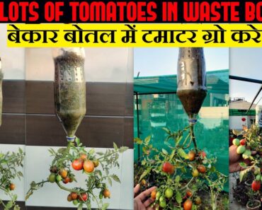 Best Method To Grow Tomato Plant| टमाटर उगाने का सबसे आसान तरीका |Vertical Gardening