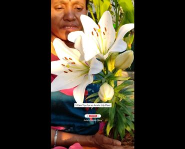 5 Care Tips For Asiatic Lily Plant|Winter Flower|एशियाटिक लिली के लिए टिप्स|#ashasgardenstory#shorts