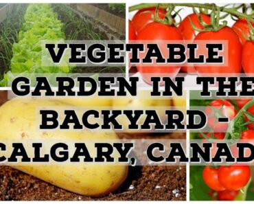 Vegetable garden in the Backyard  – Calgary, Canada #vegetablegarden #garden #backyardfarming
