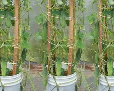 How to grow cucumber in paint bucket easily