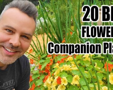 Best Companion Planting Flowers for the Vegetable Garden