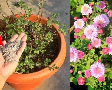 TOP 10 Chrysanthemum FLOWERING TIPS Nursery Hides From You