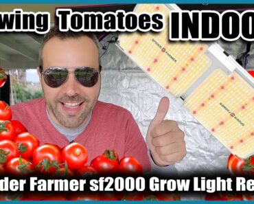GROWING VEGETABLES INDOORS  // Tomatoes and LED Grow Light Review