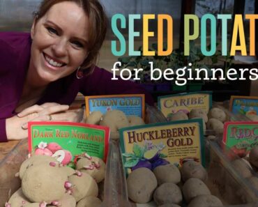 Preparing Seed Potatoes for Planting – Seed potatoes for beginners.