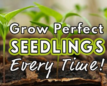 Seed Starting Success: Sow Like a Pro! 🌱