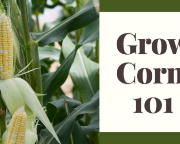 Tips For Fabulous Corn: Beginner Gardeners