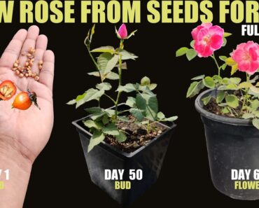 How To Grow Rose From Seed | SEED TO FLOWER