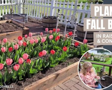 Planting Fall Flower Bulbs in Raised Beds & Containers
