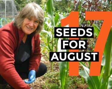 What to Sow in August | Easy to Grow Food | Self-sufficient Vegetable Garden.