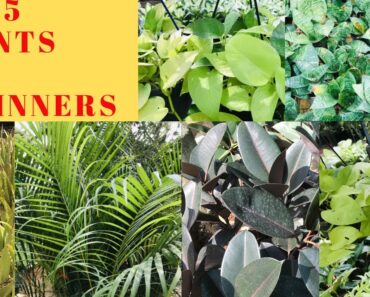 TIPS to start your GARDENING journey | Top 5 PLANTS for BEGINNER’s Garden/ GARDENING TIPS in TAMIL