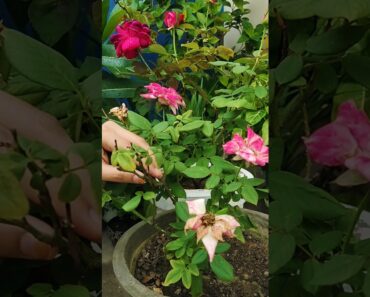 🌷Tips for Rose Plant |How to get more flowers on Rose Plant | गुलाब में ज्यादा फूल कैसे पाएं 🌿