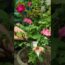 ðŸŒ·Tips for Rose Plant |How to get more flowers on Rose Plant | à¤—à¥�à¤²à¤¾à¤¬ à¤®à¥‡à¤‚ à¤œà¥�à¤¯à¤¾à¤¦à¤¾ à¤«à¥‚à¤² à¤•à¥ˆà¤¸à¥‡ à¤ªà¤¾à¤�à¤‚ ðŸŒ¿