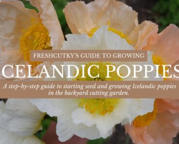 How to Grow Icelandic Poppies for the First Time – Cut Flower Garden