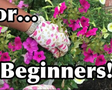 How To Keep Your Petunias Full And Flowering | Pruning Petunias For Beginners
