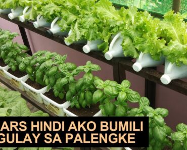 10 YEARS NA ANG AKING ROOFTOP VEGETABLE GARDEN
