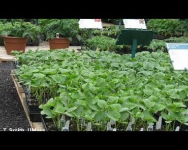 vegetable gardening tips for beginner’s by saadat ali khan