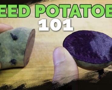 Seed Potatoes 101: How To Prepare Potatoes For Planting!