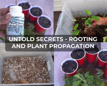 Secret Plant Cuttings Propagation Tips No One Will Tell You!