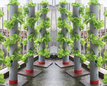 Automatic Watering Stand Garden Idea _ Recycling PVC Pipe Makes Beautiful Cegetable Garden Clean