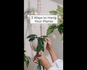 Hanging Plant Ideas | 3 Ways To Hang Your Plants