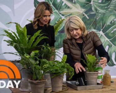 Martha Stewart shares tips for taking care of indoor plants