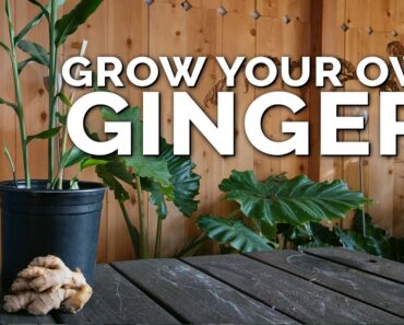 How to Grow Ginger in Containers And Get a Huge Harvest
