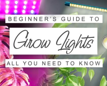 Easy Beginner’s Guide To Grow Lights For Houseplants 💡 GROW LIGHT 101 🌱 Why, When + How To Use Them