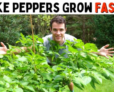 Make Peppers Grow Faster! (Improve Growth & Ripening Rates) – Pepper Geek