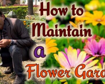 Tips and tricks for Maintaining a flower Garden