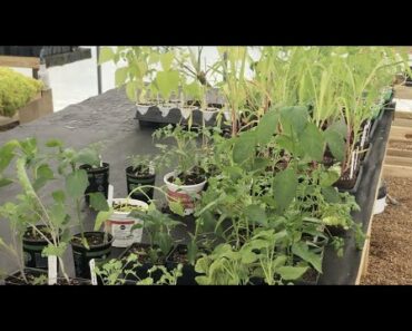 Vegetable Gardening Tips | Starting Veggies in the Greenhouse