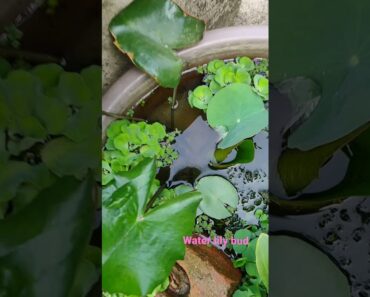 water lily bud, water lily flower, terrace water garden ideas, growing water lily on container