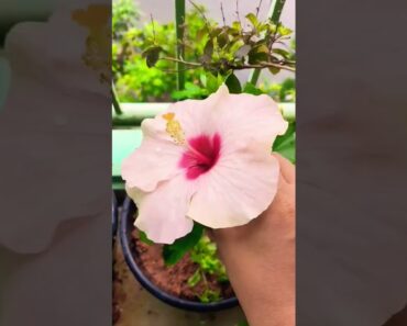 Hibiscus flower in my garden 😘😘