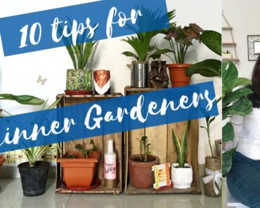 10 Gardening tips for beginners | Beginner Gardener’s Guide | Neharika’s Frames