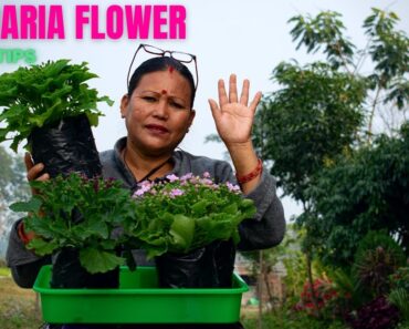 Cineraria Flower Plant Care and Tips I नेपाली Garden Tips I Nepali Gardening Ideas