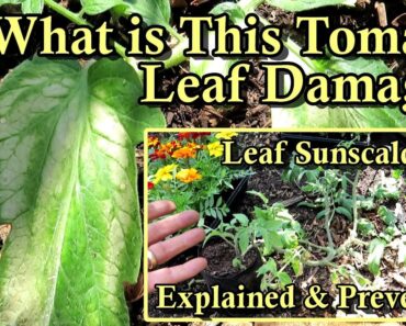 Tomato Leaf Sunscald Explained & How to Prevent It: Vegetable Garden Quick Tip Series