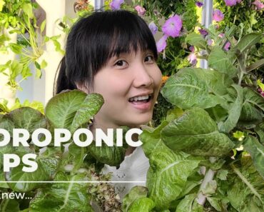 Hydroponic : 7 Tips I Wish I Knew (as a Beginner)