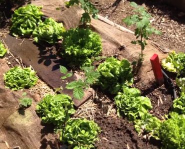 Tips and Tricks for April in the Vegetable Garden