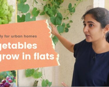 Vegetables You can Grow in Pots in a Flat| Success and failures