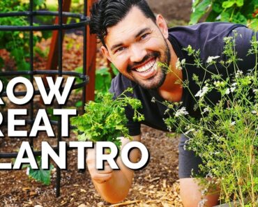How to Grow Cilantro…And Stop It From BOLTING!