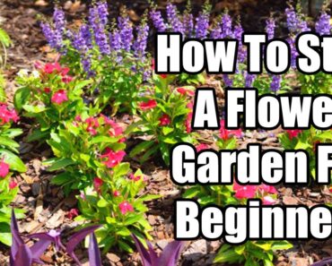 How To Start a Flower Garden For Beginners | Flower Garden Planning For Beginners