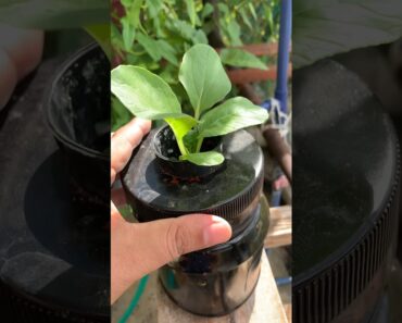 My simple hydroponic plants.