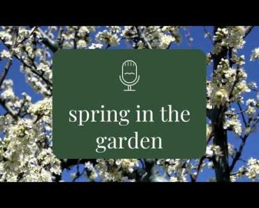 Intro to Spring  – beginner gardening advice – Rooting for You Podcast Season 3 Episode 1