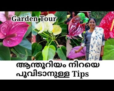 How to make anthurium bloom year-around || Anthurium plant care tips || Indoor flowering plant