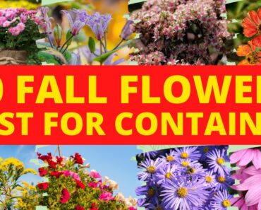10 Lovely Fall Flowers for Containers Garden! FOR BEGINNERS!!!