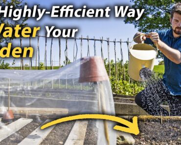 Simple Guide to Watering | Highly-Effective Watering Methods for the Vegetable Garden