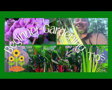 My Top Tips for Beginner Gardener’s