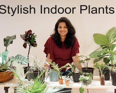 Indoor plants for beginners India in Hindi l Stylish plants for air purification