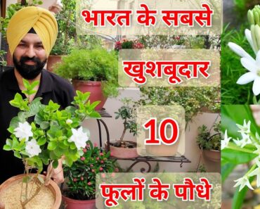 Top 10 Fragrant/Aromatic/Scented   permanent flower plants India, भरत के 10 खुसबूदार फूलों वाले पौधे